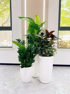 宁波前湾专业植物租赁，为您装点品质空间！